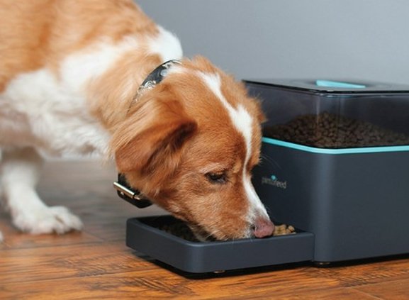 Alimentador inteligente e câmera para acompanhar os pets